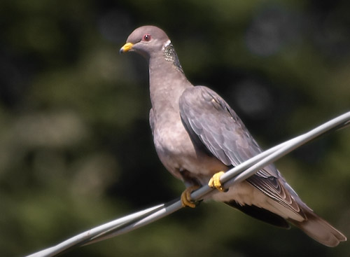 Band-tailed pigeon on a utility wire in California