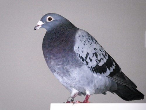 Blue Bar Racing Pigeon