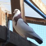 Tate is a gorgeous bachelor pigeon that would love to find a mate and a home