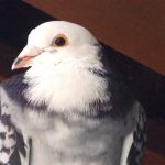Santee is a beautiful rescued racer that needs an aviary home
