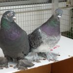 West of England Tumbler couple Ed & Lulu are very gentle and sweet