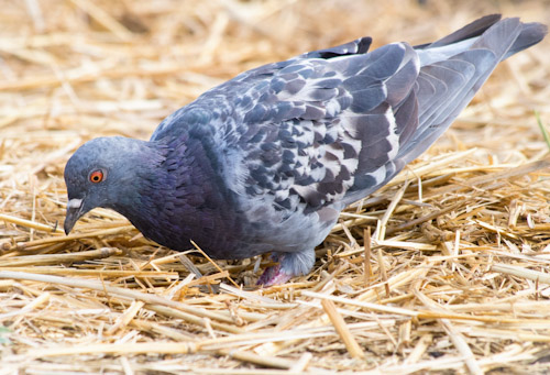 Wild Pigeon Foraging in Hay