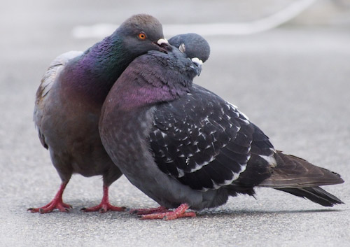 Feral Pigeon Pair Preening Each Other