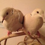 Rescued ringneck doves Miso & Kishu are newlyweds
