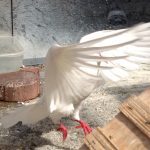 Rescued king pigeon Valiant (celebrating after his bath) is available with his mate Ricky