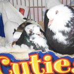 Robbie & Stanley are an incredibly cute couple available for adoption