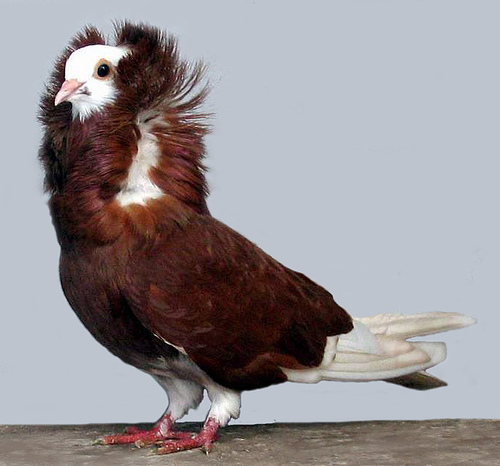 Red Capuchin Fancy Pigeon