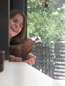 Rescued pigeon Gem inspired Shae to build this aviary