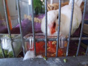 Domestic Dove Eating Vegetables