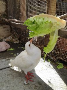 Pigeon Eating Lettuce