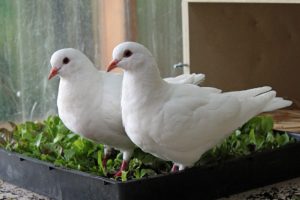 Growing vegetables for pigeons and pet birds