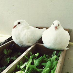Growing Greens for Pigeons