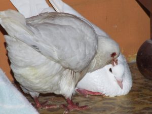 Pigeon Courtship