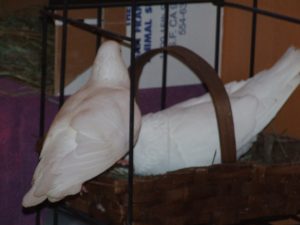 Pigeons Nesting in Basket