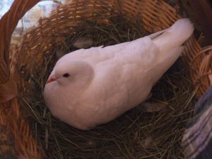 Nesting Pigeon