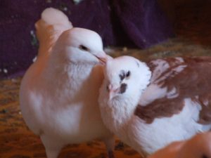 Pigeon Preening