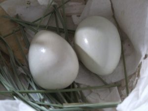 Pigeon Eggs