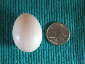 Size of Pigeon Egg