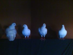 King Pigeons on Couch