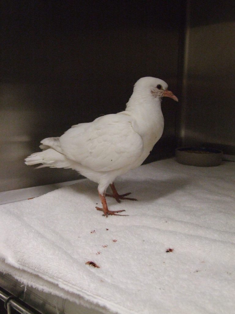 Baby king pigeon squab starving in shelter cage