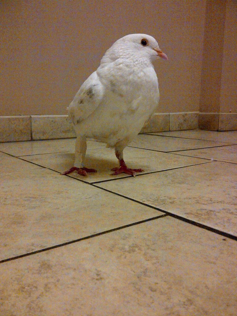 Injured pigeon's leg joint immobilized to heal