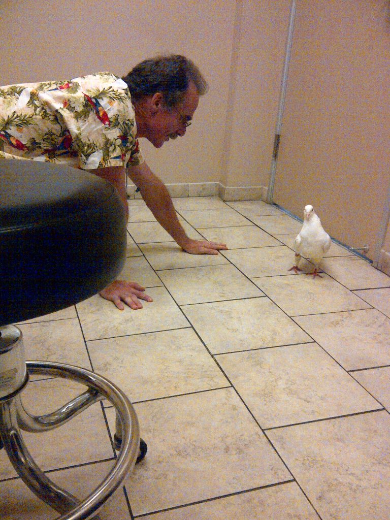 Dr. Brian Speer of Medical Center for Birds assesses injured pigeon Fergie