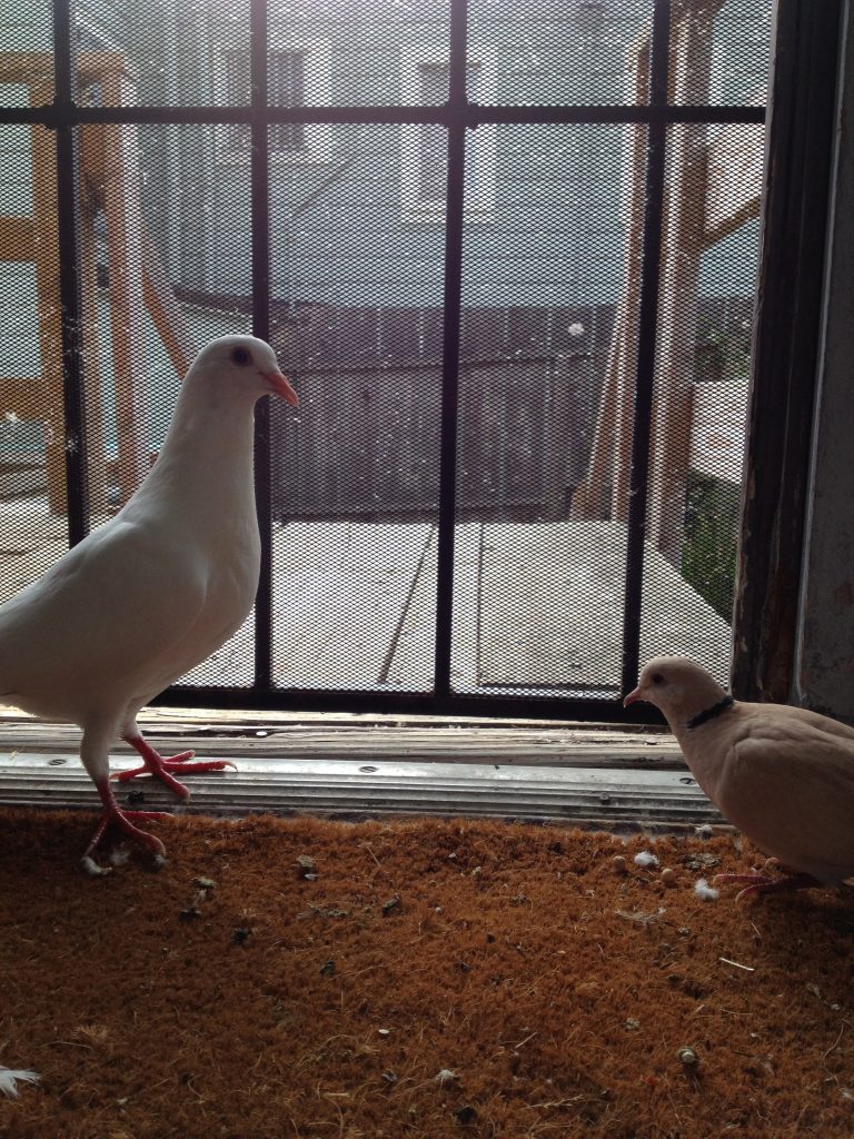 Rescued fledgling king pigeon squab Tex available for adoption