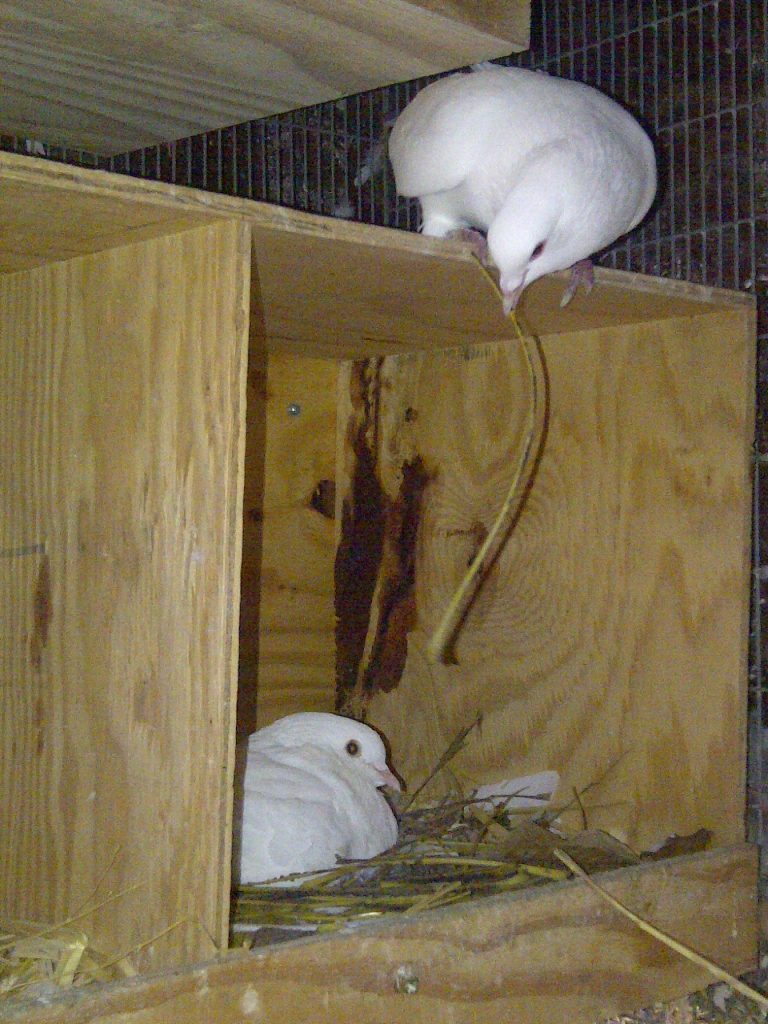 Happy married pigeon man Opal brings straw to his mate Fergie in the nest