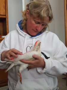 Foster mom loving on and soothing abused baby pigeon