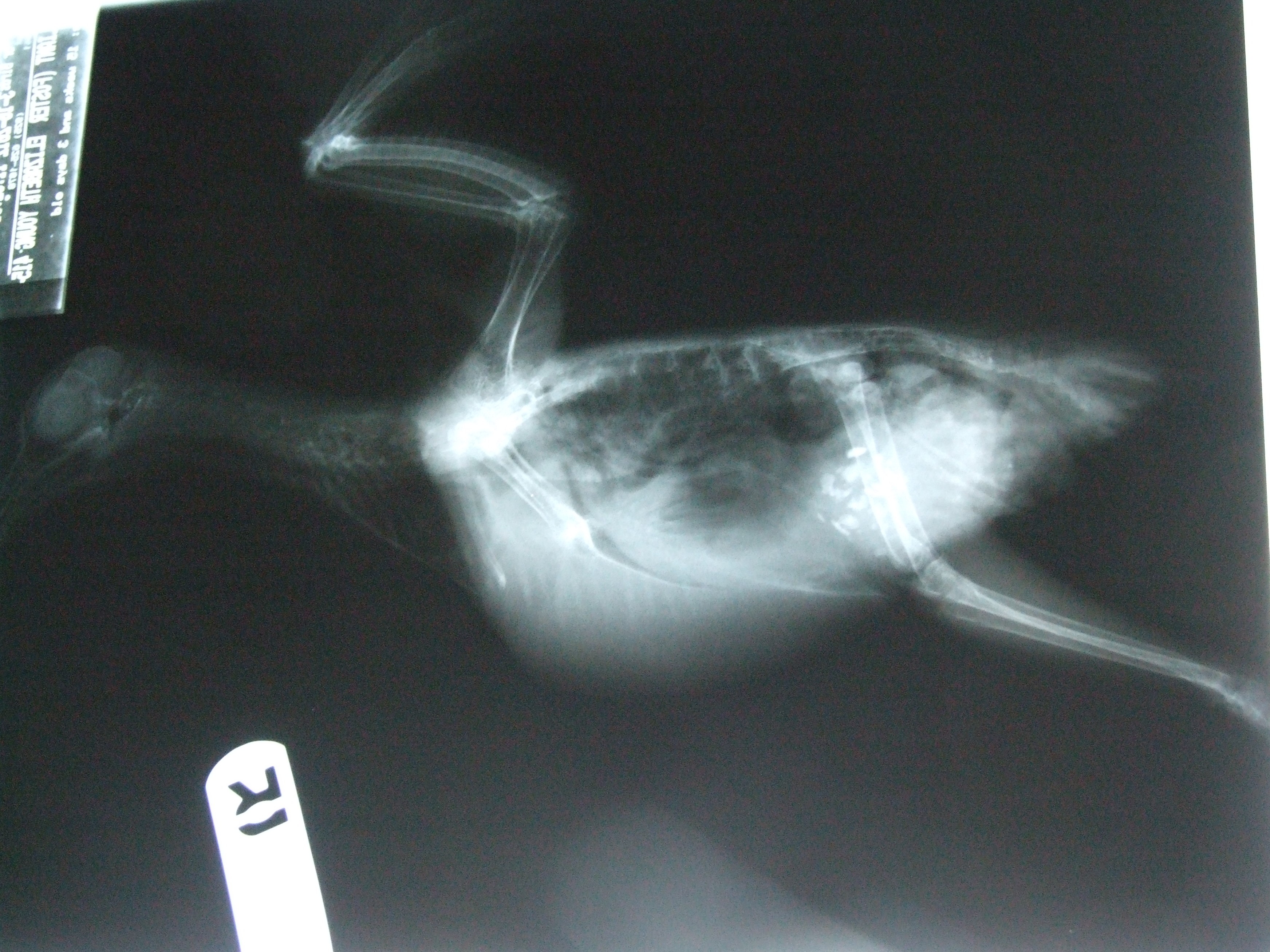 Valiant Has Recovered from Chronic Respiratory Illness