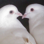 two pigeons in love