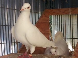 Pretzel marries widowed Opal and both are adopted