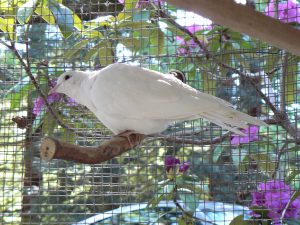 Lonely widowed dove gets three new lady friends