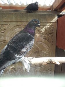 Foster pigeons Ed & Lulu