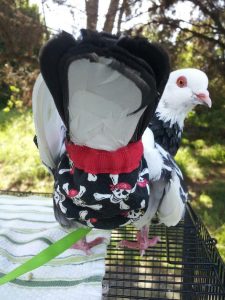 Image result for pigeon pants