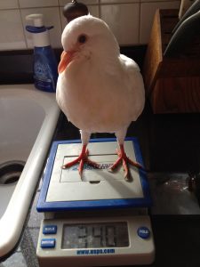 Know the healthy weight of each of your birds