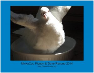 MickaCoo 2014 Calendar V1