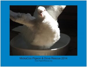 MickaCoo 2014 Calendar V1