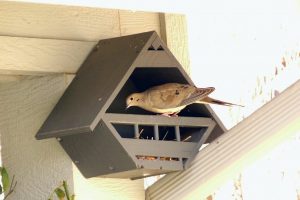 Doves love their Lovey Dovey Birdhouses
