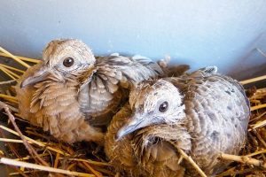 Dove Babies