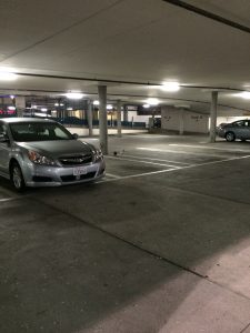 Two "released" pigeons we were able to recover from the parking garage