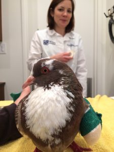 Broke-wing Hester gets a wing-wrap from Dr. Gillespie