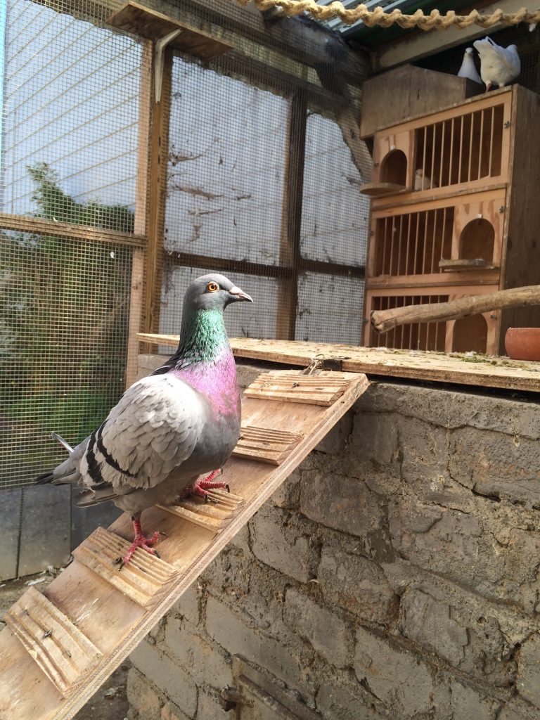 Bubba visits the aviary flock