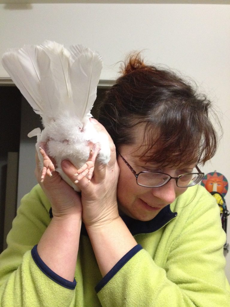 Rescued King pigeon Clyde tells MickaCoo volunteer Cheryl how he feels