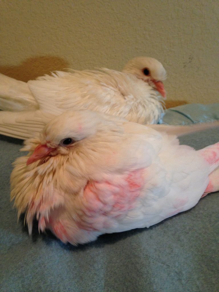 Xavier's pet Apollo & foster Athena relaxing after a bath