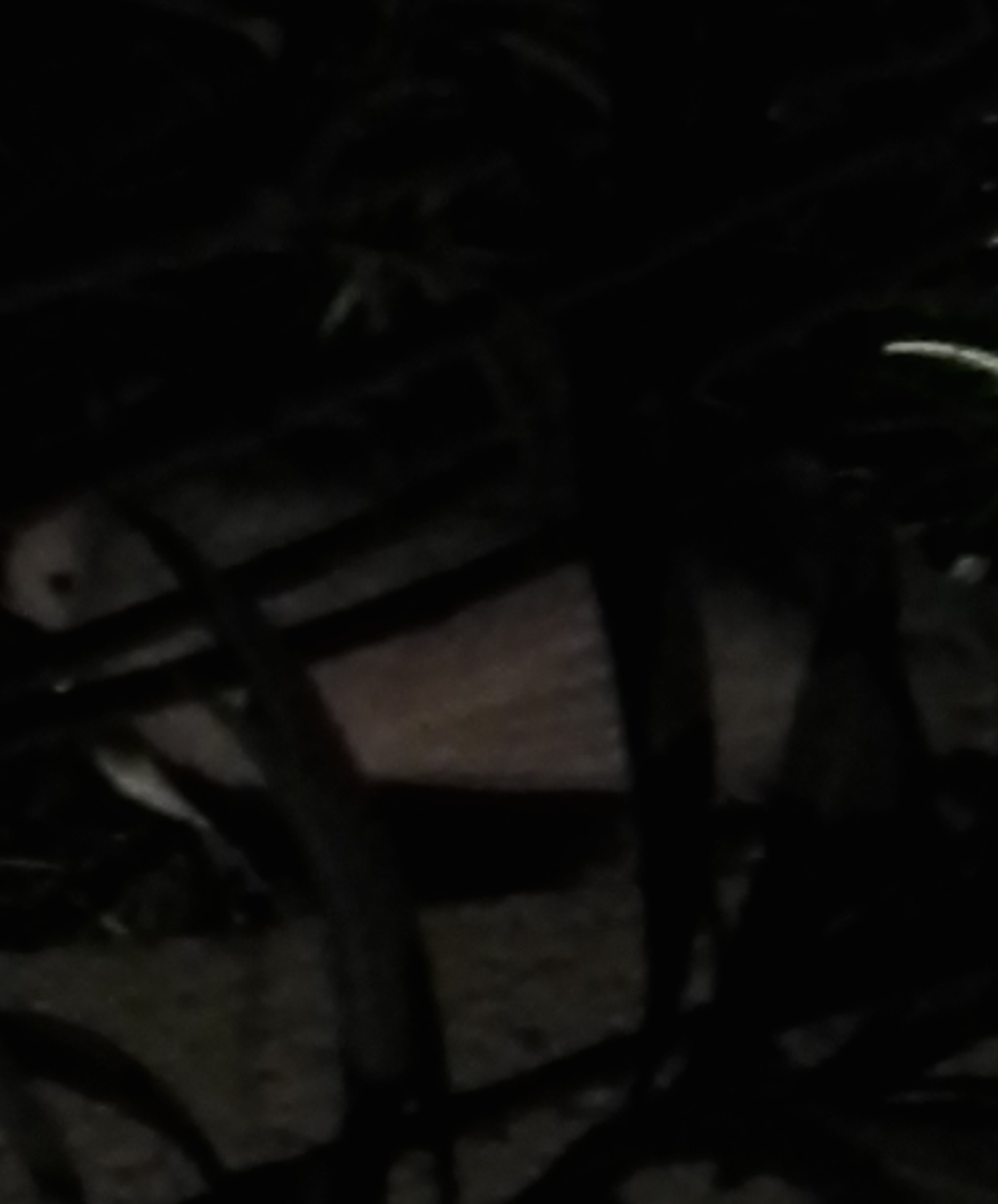 Weak white pigeon trying to hide in bushes hide at night
