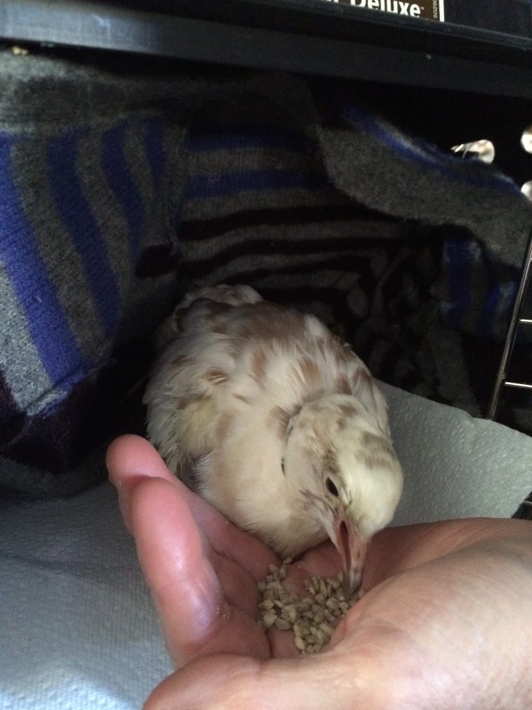 Carole hand feeding Bell