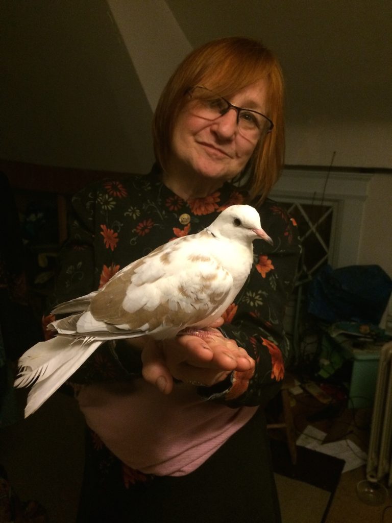 Reed the dove happily perched on Carole's hand