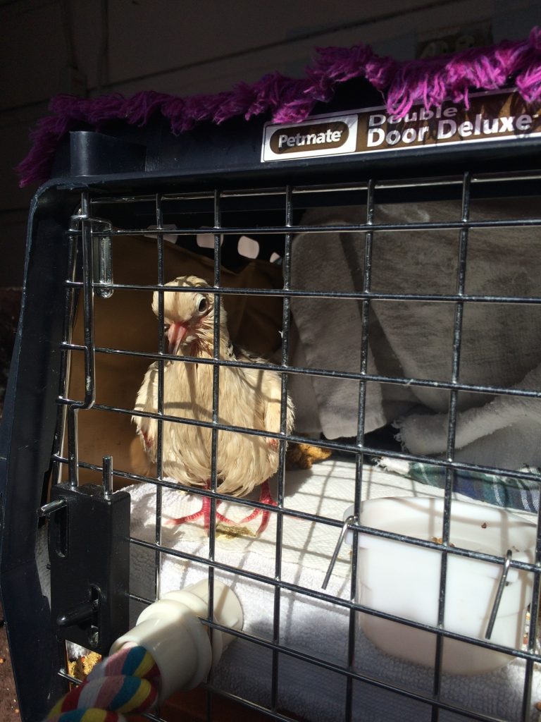 Bell in her special crate 1/30/15