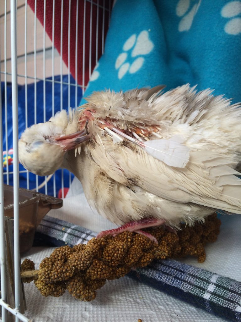 Bell preening lots of new flight feathers